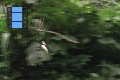 Scene 100_hssflight_Following Oressinoma typhla
